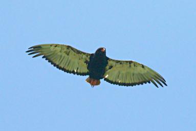 Walk Safari Bird Bateleur Eagle F