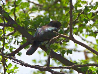 Walk Safari Bird Xxx Sunbird