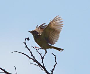Walk Safari Bird Xxx