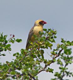 Walk Safari Bird Red Billed Quelea