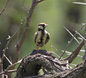 Walk Safari Bird Fishers Sparrow Lark