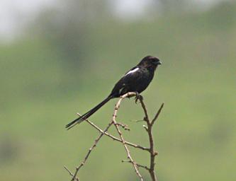 Walk Safari Bird Magpie Shrike
