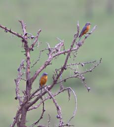 Walk Safari Bird Silverbird