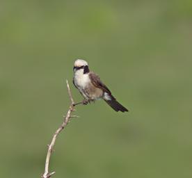 Walk Safari Bird Northern White Crowned Shrike