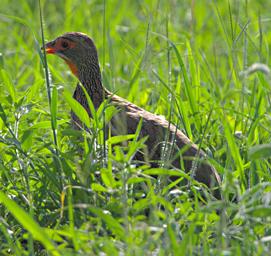 Walk Safari Bird Grey Breasted Spurfowl