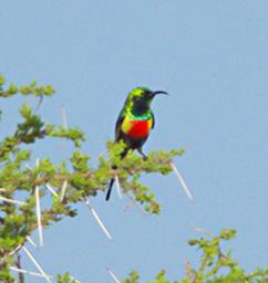 Walk Safari Bird Beautiful Sunbird