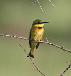 Walk Safari Bird Little Bee Eater