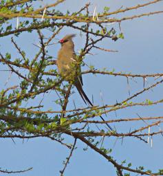 Walk Safari Bird Blue Naped Mousebird