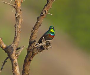 Walk Safari Bird Marico Sunbird