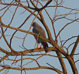 Walk Safari Bird Dark Chanting Goshawk