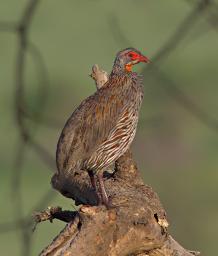 Walk Safari Bird Grey Breasted Spurfowl