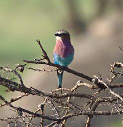Walk Safari Bird Lilac Breasted Roller