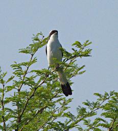 Walk Safari Bird Grey Backed Fiscal Shrike