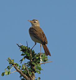Walk Safari Bird Grassland Pipit