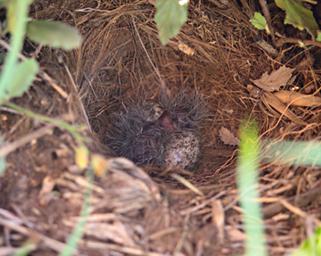 Walk Safari Bird Grassland Pipit Nest