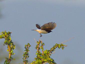 Walk Safari Bird Pied Wheatear