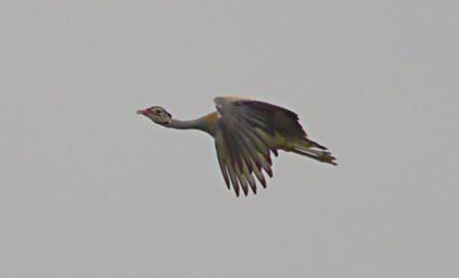 Walk Safari Bird White Bellied Bustard