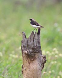 Walk Safari Bird Pied Wheatear