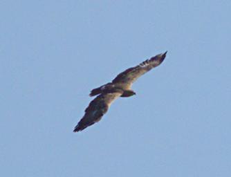 Walk Safari Bird Xxx Hawk