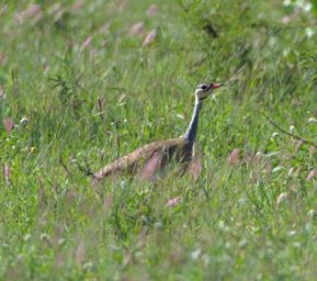Walk Safari Bird White Bellied Bustard