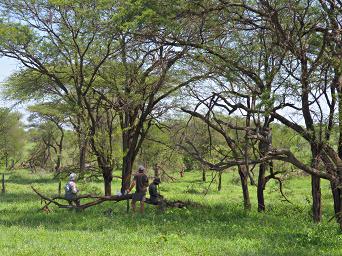 Walk Safari Snack Dona Joshua Saif