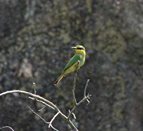 Walk Safari Bird Xxx Little Green Bee Eater