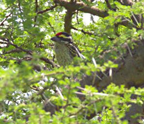 Walk Safari Bird Red Fronted Barbet