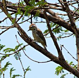 Walk Safari Bird Cardinal Woodpecker