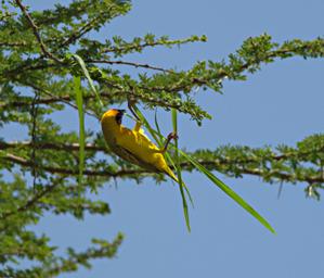 Walk Safari Bird Vitelline Masked Weaver