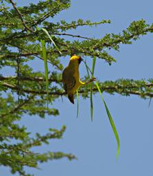 Walk Safari Bird Vitelline Masked Weaver