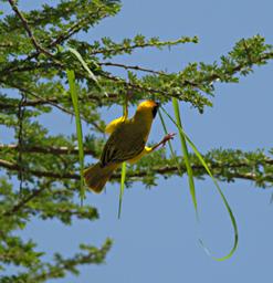 Walk Safari Bird Vitelline Masked Weaver