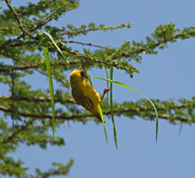 Walk Safari Bird Vitelline Masked Weaver