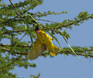 Walk Safari Bird Vitelline Masked Weaver