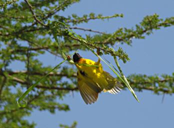 Walk Safari Bird Vitelline Masked Weaver
