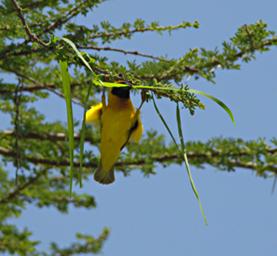 Walk Safari Bird Vitelline Masked Weaver