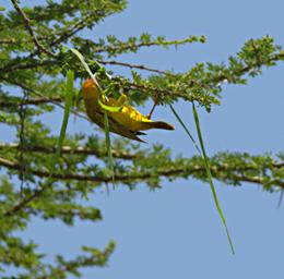 Walk Safari Bird Vitelline Masked Weaver