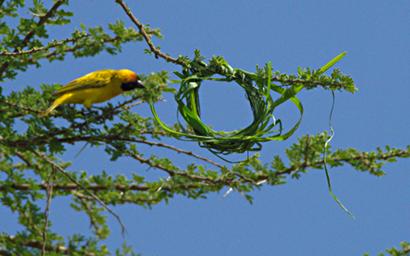 Walk Safari Bird Vitelline Masked Weaver