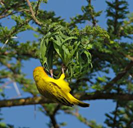 Walk Safari Bird Vitelline Masked Weaver