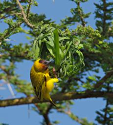 Walk Safari Bird Vitelline Masked Weaver