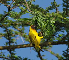 Walk Safari Bird Vitelline Masked Weaver