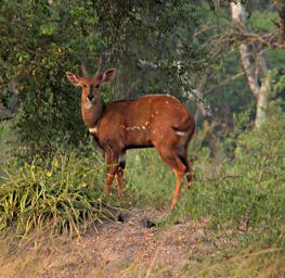 Lk Mburo Bushbuck P1100342