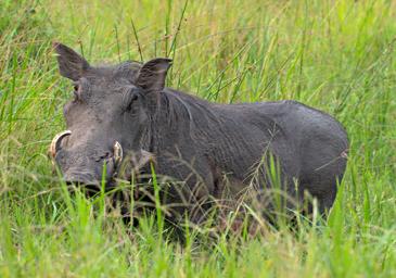 Lk Mburo Warthog P1100343