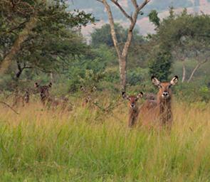 Lk Mburo Waterbuck P1100345