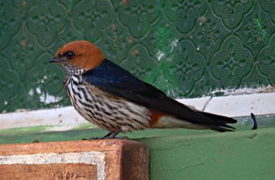 Lk Mburo Bird Lesser Striped Swallow P1100392
