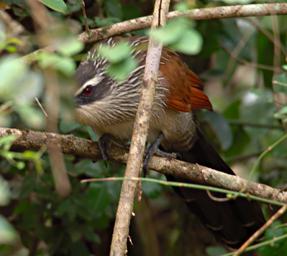 Lk Mburo Bird White Browed Coucal P1100398