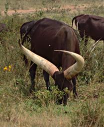 Lk Mburo Cattle P1110417