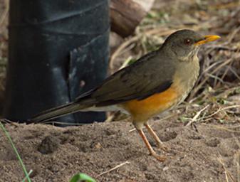 Qn Elizabeth NP Bird African Thrush P1110422