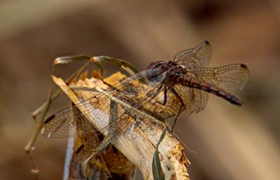 Qn Elizabeth NP Dragonfly Xxx