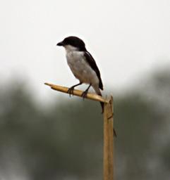 Qn Elizabeth NP Bird Common Fiscal Shrike