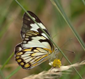 Qn Elizabeth NP Butterfly Brown Veined White